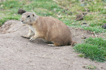 Image showing  Prairie dog  (Cynomys)  