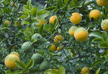 Image showing Poncirus Trifoliata Fruit Tree