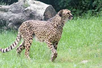 Image showing Gepard  Cheetah  (Acinonyx jubatus) 