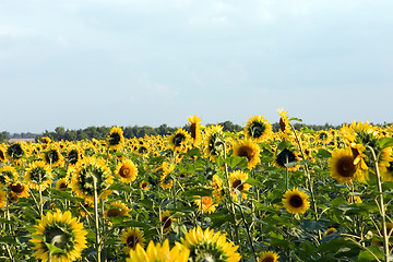 Image showing The sunflower field