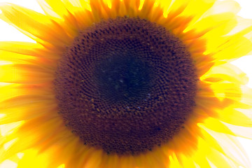 Image showing Sunflower