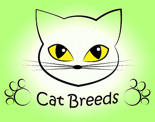 Image showing Cat Breeds Indicates Offspring Breeding And Bred