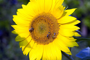 Image showing The bees on sunflower