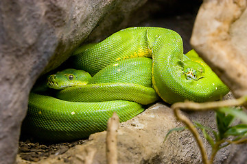 Image showing Green Snakes