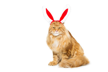 Image showing Big ginger cat in christmas rabbit ears head rim