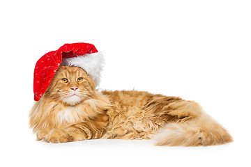 Image showing Big ginger cat in christmas hat