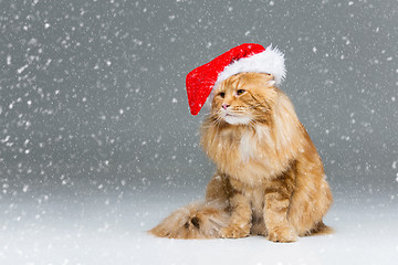 Image showing Big ginger cat in christmas hat