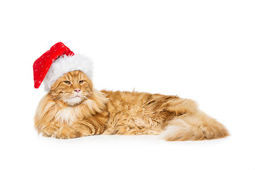 Image showing Big ginger cat in christmas hat