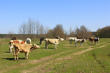 Image showing a lot of cows on the pasture