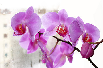 Image showing the blossoming pink orchid