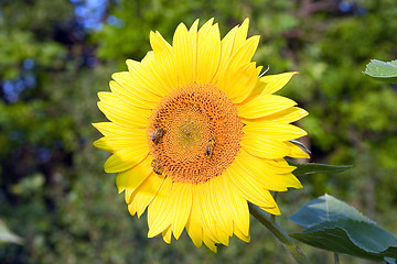 Image showing The bees on sunflower