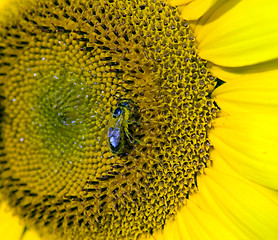 Image showing Bees on sunflower