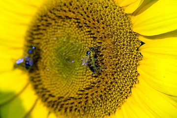 Image showing Bees on sunflower