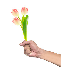 Image showing Hand holding flowers isolated on white