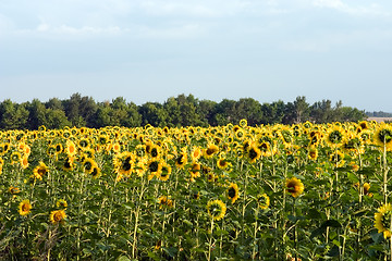 Image showing Sunflower field