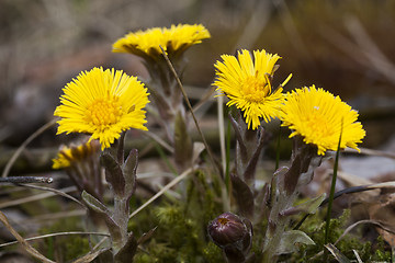 Image showing tussilago farfare