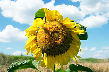 Image showing The sunflower