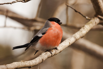 Image showing bullfinch