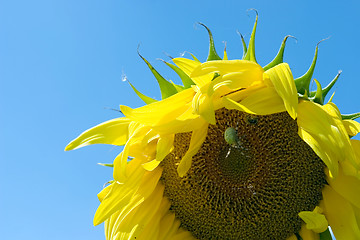 Image showing The sunflower