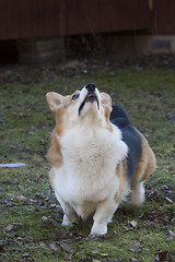 Image showing dog begging for a treat