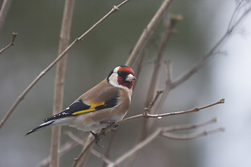 Image showing gold finch