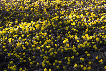 Image showing winter aconites