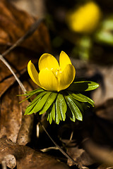 Image showing winter aconite