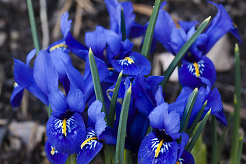 Image showing blue iris