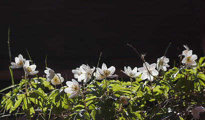 Image showing wood anemones