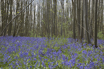 Image showing Bluebell  woods