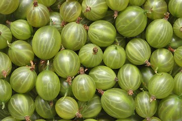 Image showing Gooseberry