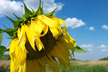 Image showing The sunflower