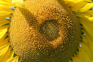 Image showing The sunflower