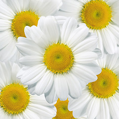 Image showing Daisies flower head