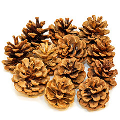 Image showing Pine cones