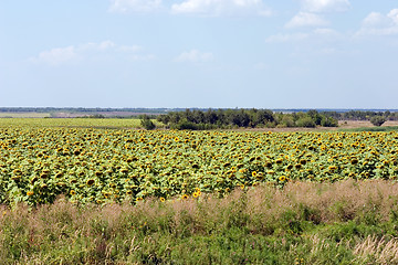 Image showing Sunflower field