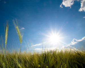 Image showing Green wheat field