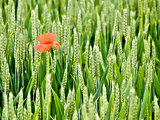 Image showing Green wheat field