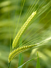 Image showing Green wheat