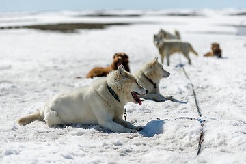 Image showing Siberian Husky in snow