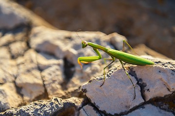 Image showing Praying mantison the rocks