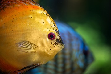 Image showing Colorful tropical fish