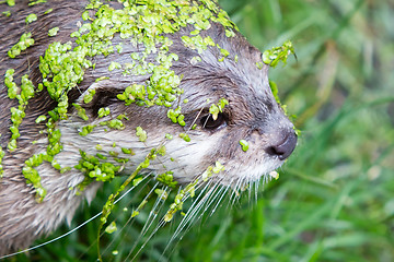 Image showing Small claw otter covered in duckweed