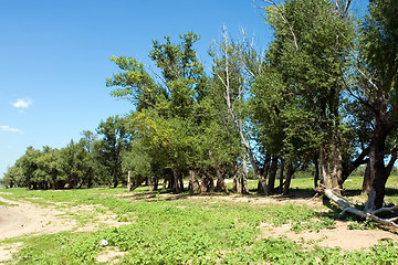 Image showing Summer landscape