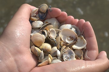 Image showing A handfull of seashells.