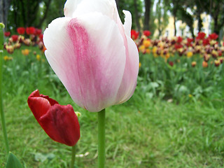 Image showing Pink tulips