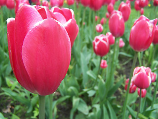 Image showing Red tulip.