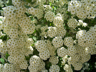 Image showing Many little white flowers