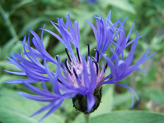 Image showing Blue cornflower