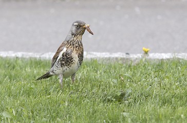 Image showing Fieldfare in the grass.